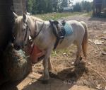 Misty, 13.2hh Mare
