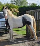 Luna, Filly