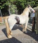 Luna, Filly