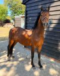 2 Year Old Hackney Colt