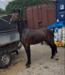 2 Year Old Hackney Colt