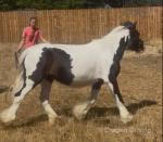 Ruby & Mary, Mares