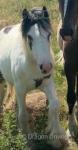 Yearling Colt