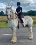 14.3hh Ride & Drive Gelding