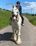 14.3hh Ride & Drive Gelding