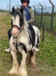 13.1hh Riding Mare