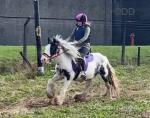 13.1hh Riding Mare