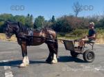 Driving Colt