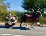 Driving Colt