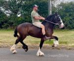 Driving Colt