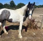 Cece, Yearling Filly