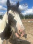 Cece, Yearling Filly