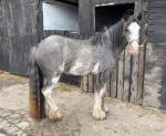 Coco Chanel, Ride & Drive Filly