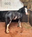 Coco Chanel, Ride & Drive Filly