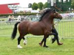 13hh Welsh Section C Stallion