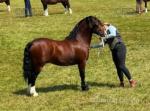 13hh Welsh Section C Stallion