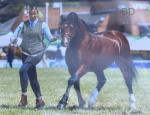 13hh Welsh Section C Stallion