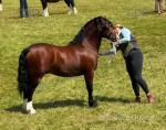 13hh Welsh Section C Stallion