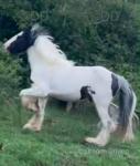 Ride & Drive Colt