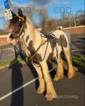 Shadrack, Ride & Drive Colt