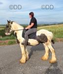 Shadrack, Ride & Drive Colt