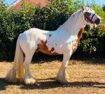Shazam, 15hh Ride & Drive Stallion