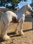 Shazam, 15hh Ride & Drive Stallion