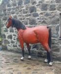 Display Horse