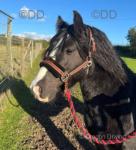 Bingo, 11.2hh Riding Gelding