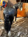 Bingo, 11.2hh Riding Gelding