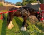 Pablo, 12.2hh Riding Gelding