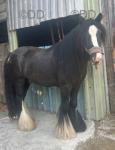 Pablo, 12.2hh Riding Gelding