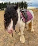 Princess Lulu, 12.2hh Riding Mare