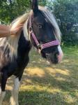 2 Year Old Filly