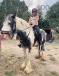 Elvis, 12hh Ride & Drive Stallion
