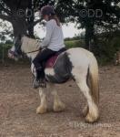 Elvis, 12hh Ride & Drive Stallion
