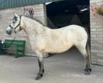 14hh Connemara Riding Mare