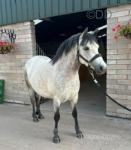 14hh Connemara Riding Mare