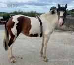 Zulu Red, 3 Year Old Filly