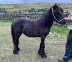 Millthorpe Minty, Yearling Colt