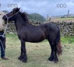 Millthorpe Minty, Yearling Colt