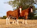 15.3hh Mare in Foal with Colt Foal at Foot