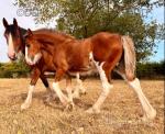 15.3hh Mare in Foal with Colt Foal at Foot