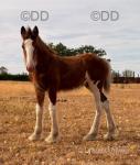 15.3hh Mare in Foal with Colt Foal at Foot
