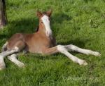 15.3hh Mare in Foal with Colt Foal at Foot
