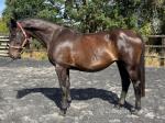 17hh ISH Mare