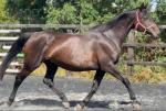 17hh ISH Mare