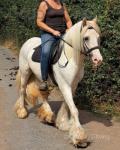 13.3hh Riding Mare