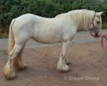 13.3hh Riding Mare