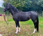 14.2hh Hackney Mare